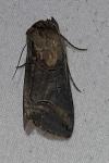 Abrostola triplasia