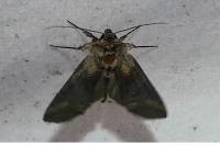 Abrostola triplasia