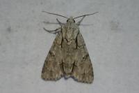 Acronicta psi/tridens