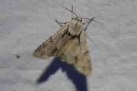 Acronicta psi/tridens