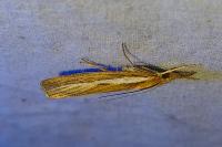 Agriphila tristella