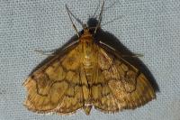 Anania verbascalis