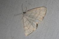 Cabera exanthemata