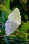 Campaea margaritaria