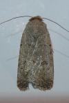 Caradrina clavipalpis