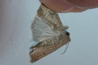 Caradrina clavipalpis