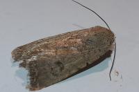 Caradrina clavipalpis