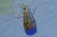 Catoptria falsella