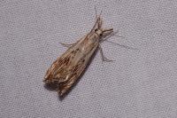 Catoptria falsella