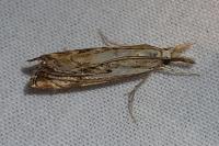 Catoptria falsella