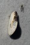 Cilix glaucata