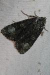 Craniophora ligustri