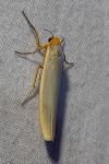 Eilema caniola