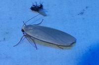 Collita griseola