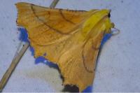 Ennomos alniaria