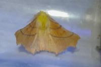 Ennomos alniaria