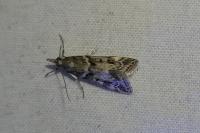 Eudonia angustea