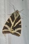 Euplagia quadripunctaria