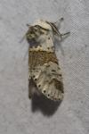 Furcula furcula