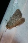 Hoplodrina ambigua