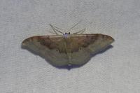 Idaea degeneraria