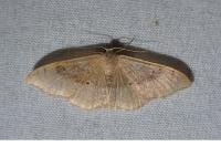 Idaea degeneraria
