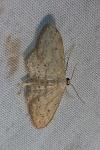 Idaea seriata