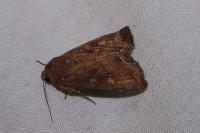 Lacanobia oleracea