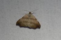 Laspeyria flexula