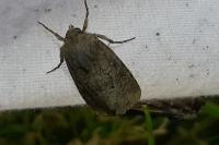 Luperina testacea