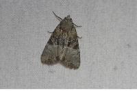 Mesoligia furuncula