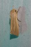 Mythimna pallens