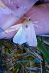 Mythimna pallens