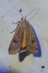 Noctua pronuba