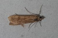 Nomophila noctuella