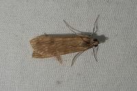 Nomophila noctuella