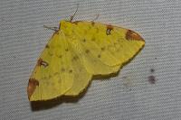 Opisthograptis luteolata