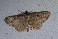 Peribatodes rhomboidaria rhomboidaria