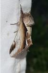 Pheosia gnoma