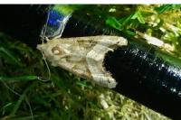Phlogophora meticulosa
