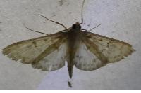 Patania ruralis
