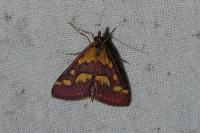Pyrausta purpuralis