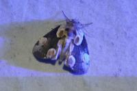 Thyatira batis