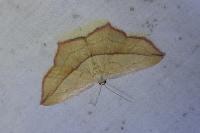 Timandra comae