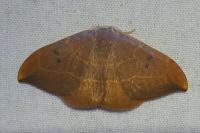 Watsonalla binaria