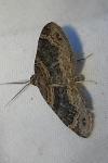 Xanthorhoe spadicearia/ferrugata