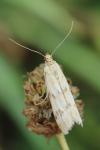 Homoeosoma sinuella