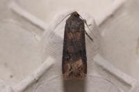 Agrotis ipsilon