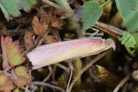 Oncocera semirubella
