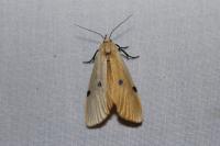 Lithosia quadra